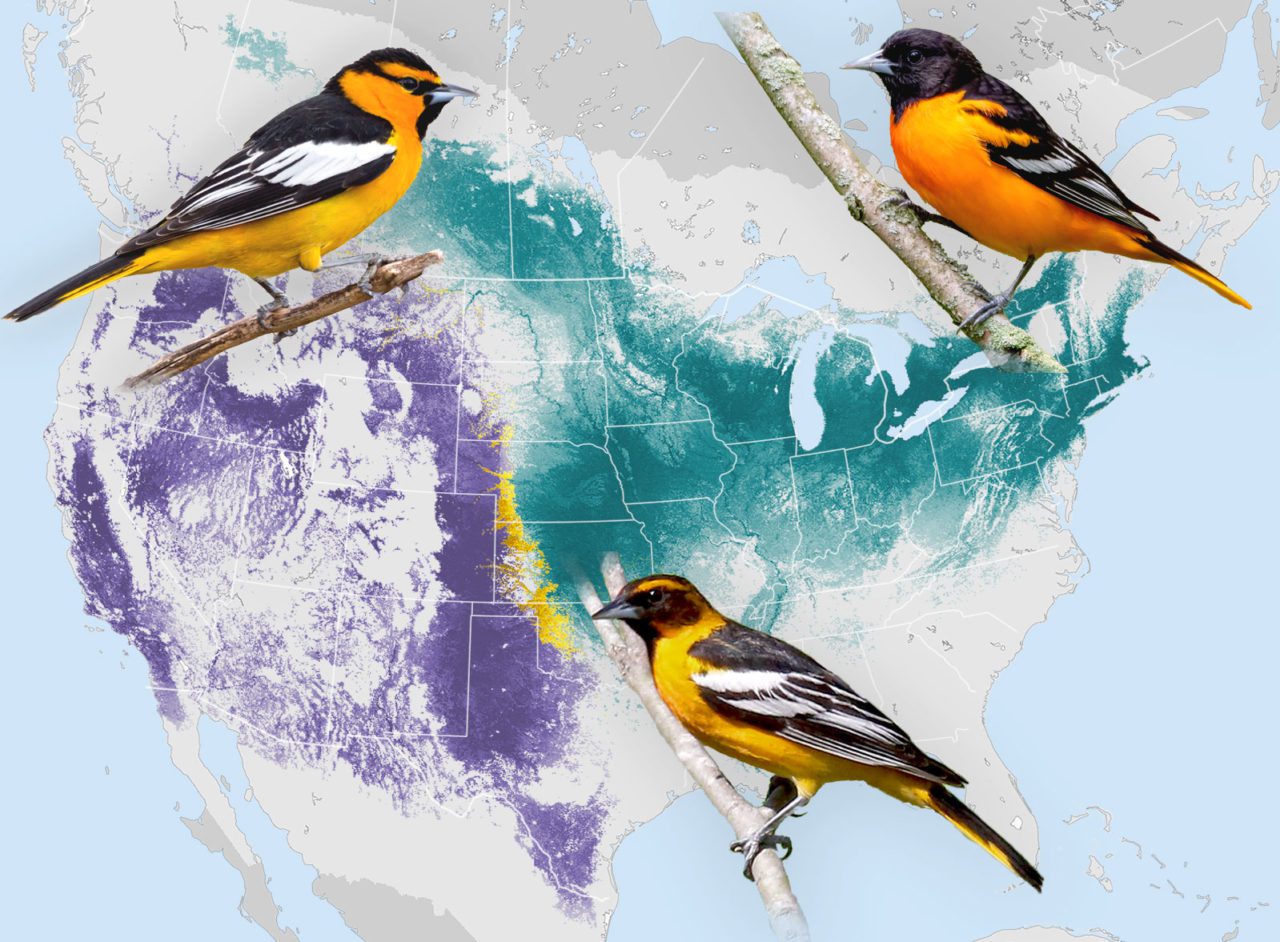 US map with colored ranges of Baltimore, Bullock's and both oriole ranges. Also, photos of the birds. Bullock’s Oriole by Brian Small. Bullock's/Baltimore Oriole hybrid in Texas by Dan Jones/Macaulay Library. Baltimore Oriole by David Speiser.