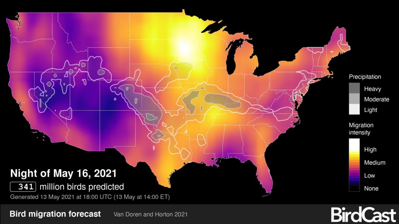 purple, orange, and yellow map of the Lower 48, indicating bird migration activity