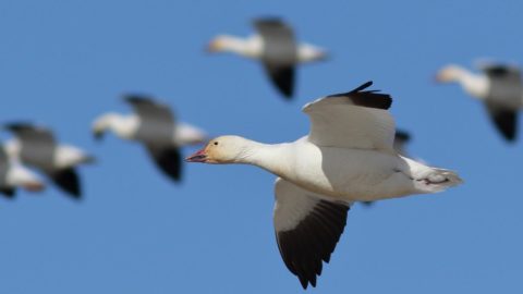 six snow geese with white bodies and black wingtips fly against a blue sky