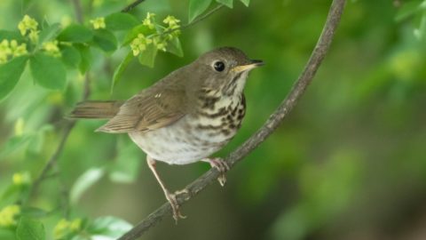 a small brown thrush with spots on its breast perched on a leafy branch