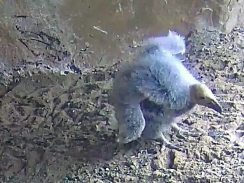 baby Condor caught on cam