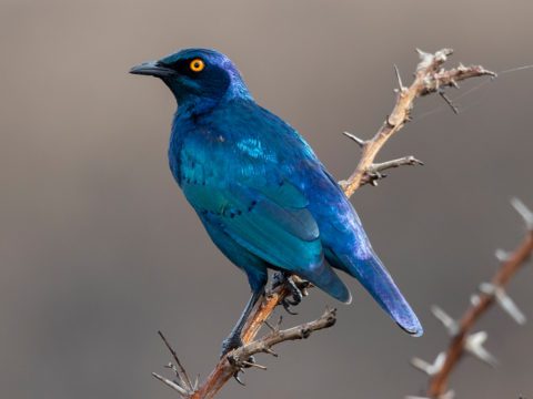Greater Blue-eared Starling perched on branch