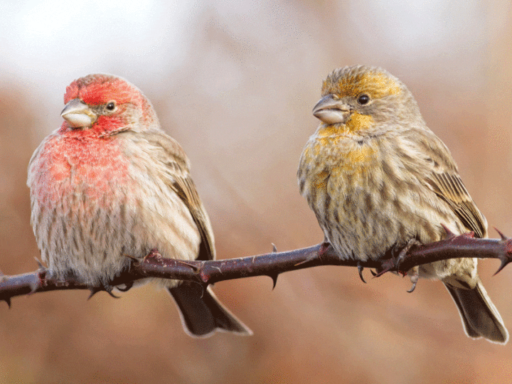 Two House Finch sitting on a branch. Photo by Davey Walters Macaulay Library/Macaulay Library.