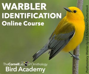 click to learn about Warbler Identification online course from Bird Academy