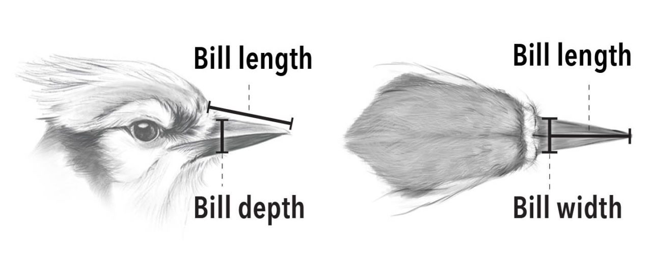 Illustration of a Blue Jay's head showing bill length and depth