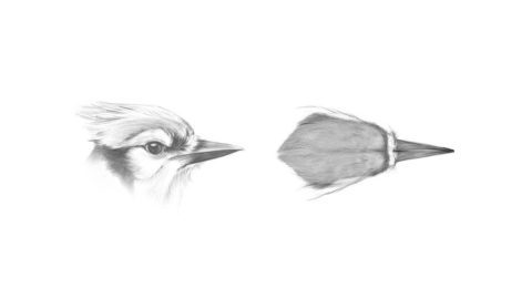 detailed sketches of a Blue Jay's head seen in profile and from above