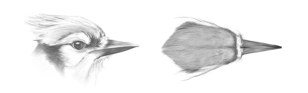 detailed sketches of a Blue Jay's head seen in profile and from above