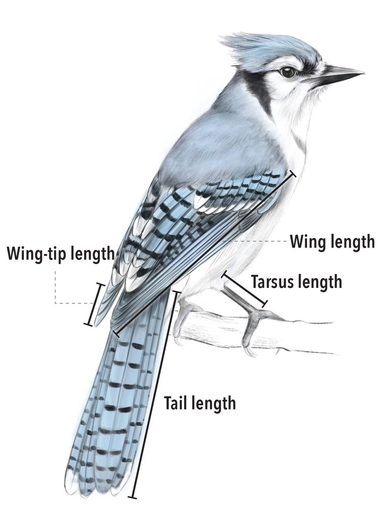 Full body Blue Jay illustration showing wing, tail and tarsus length