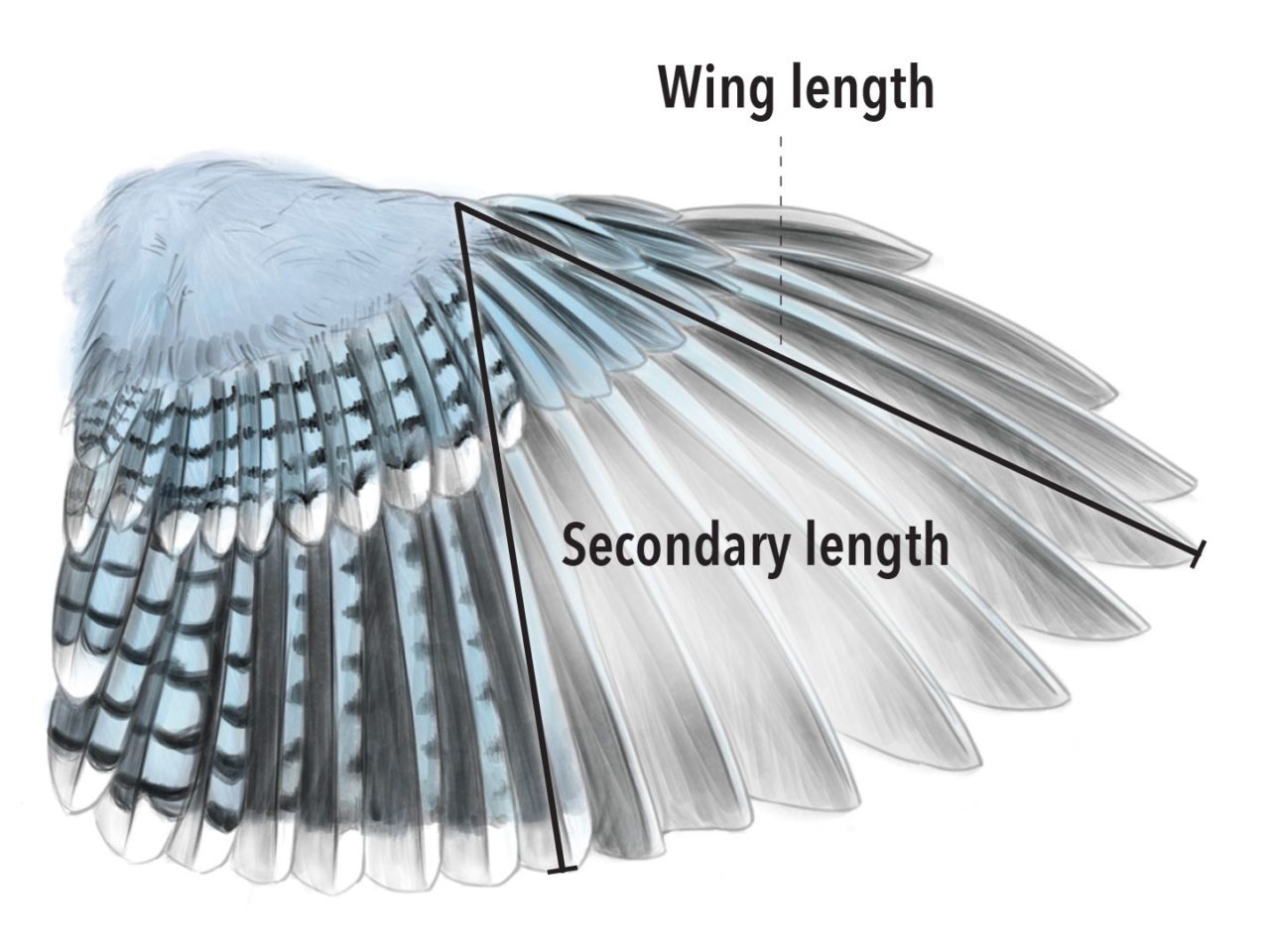 Illustration of a Blue Jay's wing showing wing and secondary length