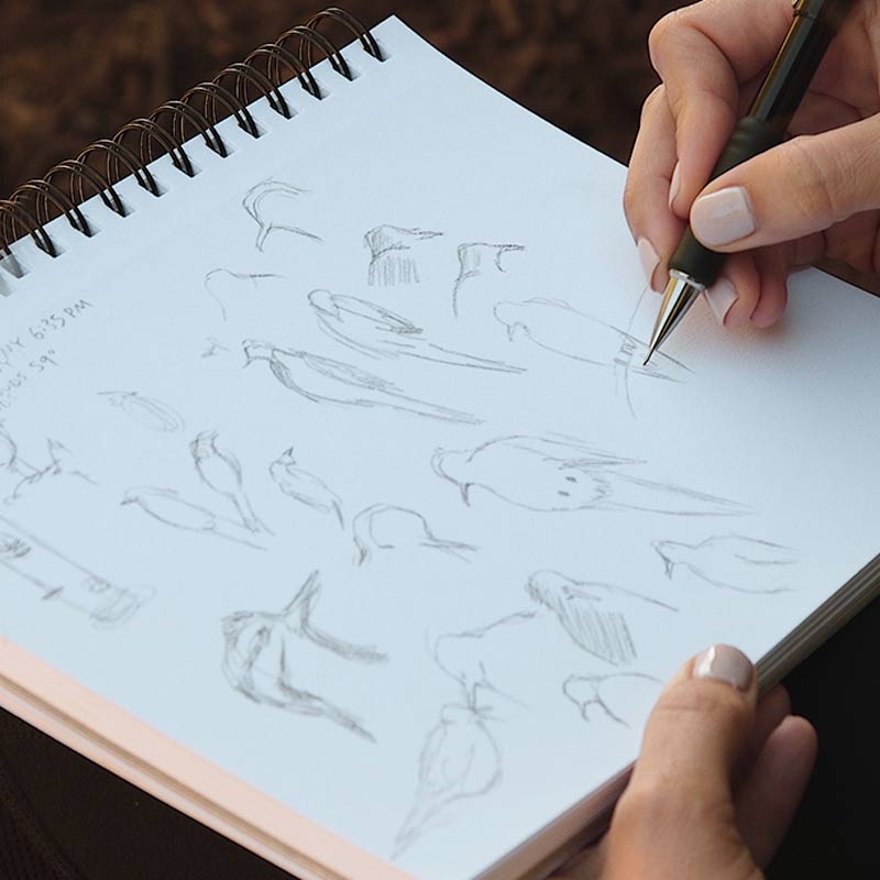 A person makes quick sketches of woodpeckers and doves on a journal page.