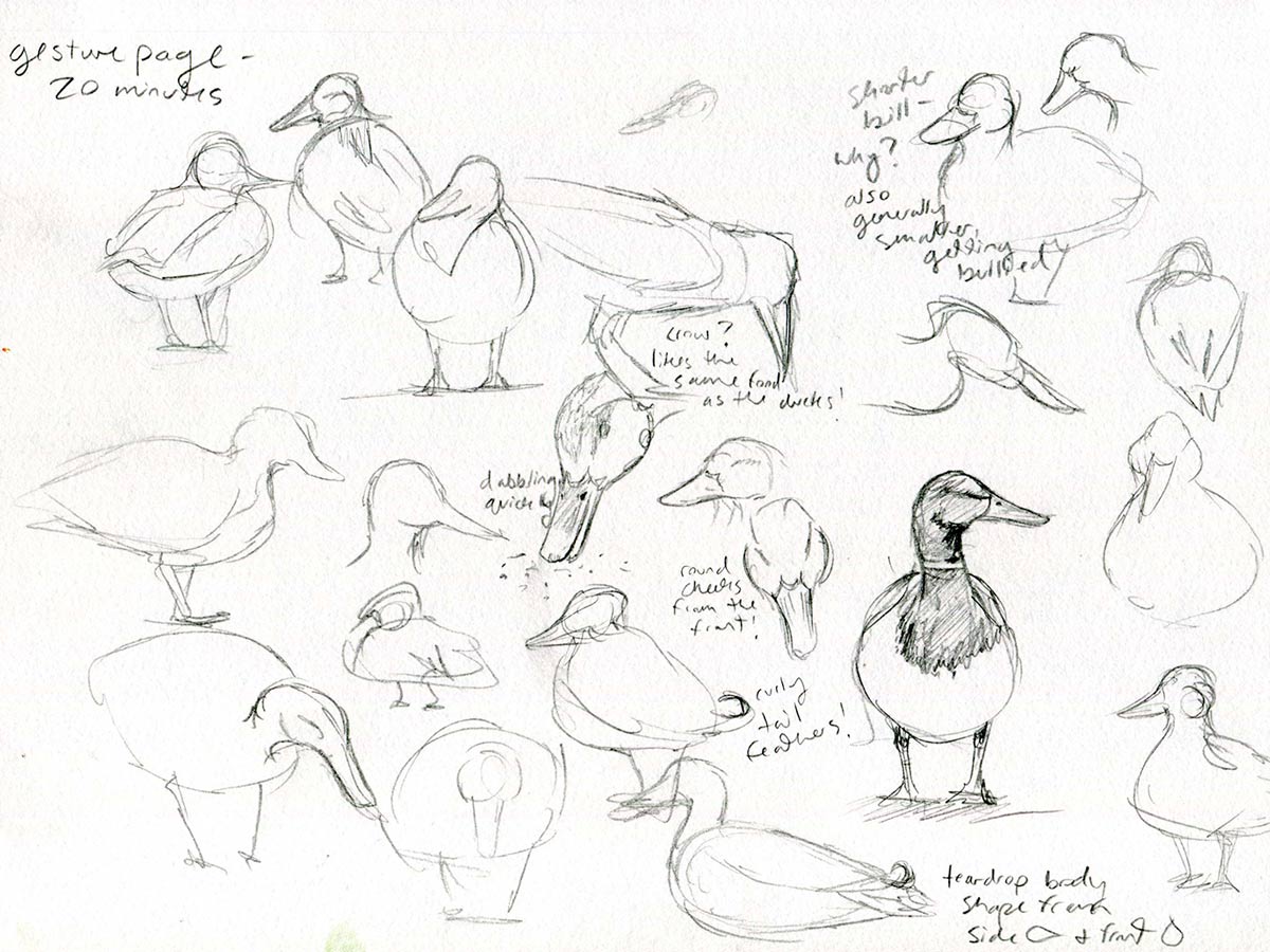 About 20 rough sketches of a duck on a piece of journal paper.