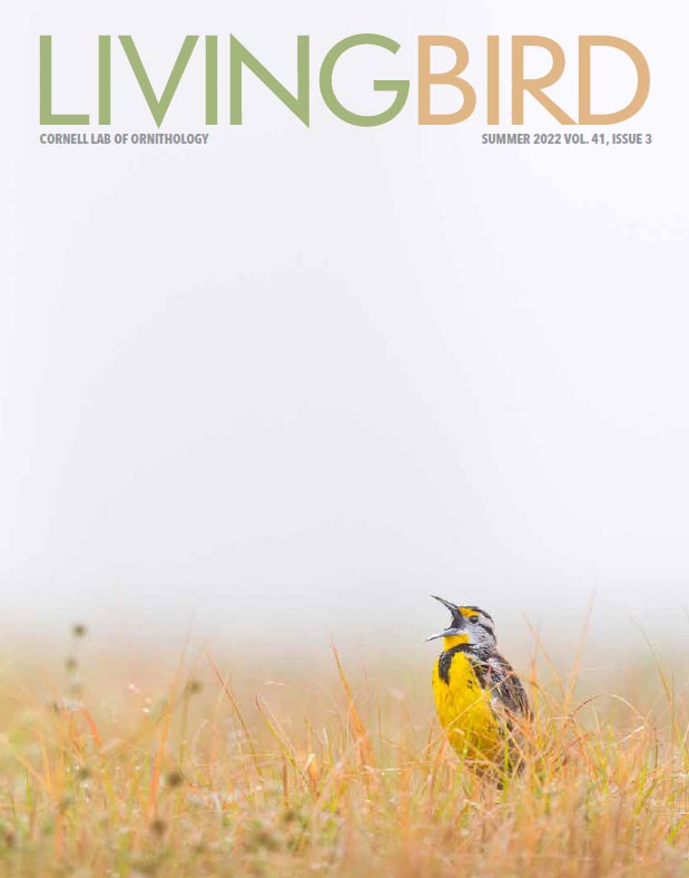 Living Bird magazine cover - a meadowlark sings from a dry field under a cloudy sky