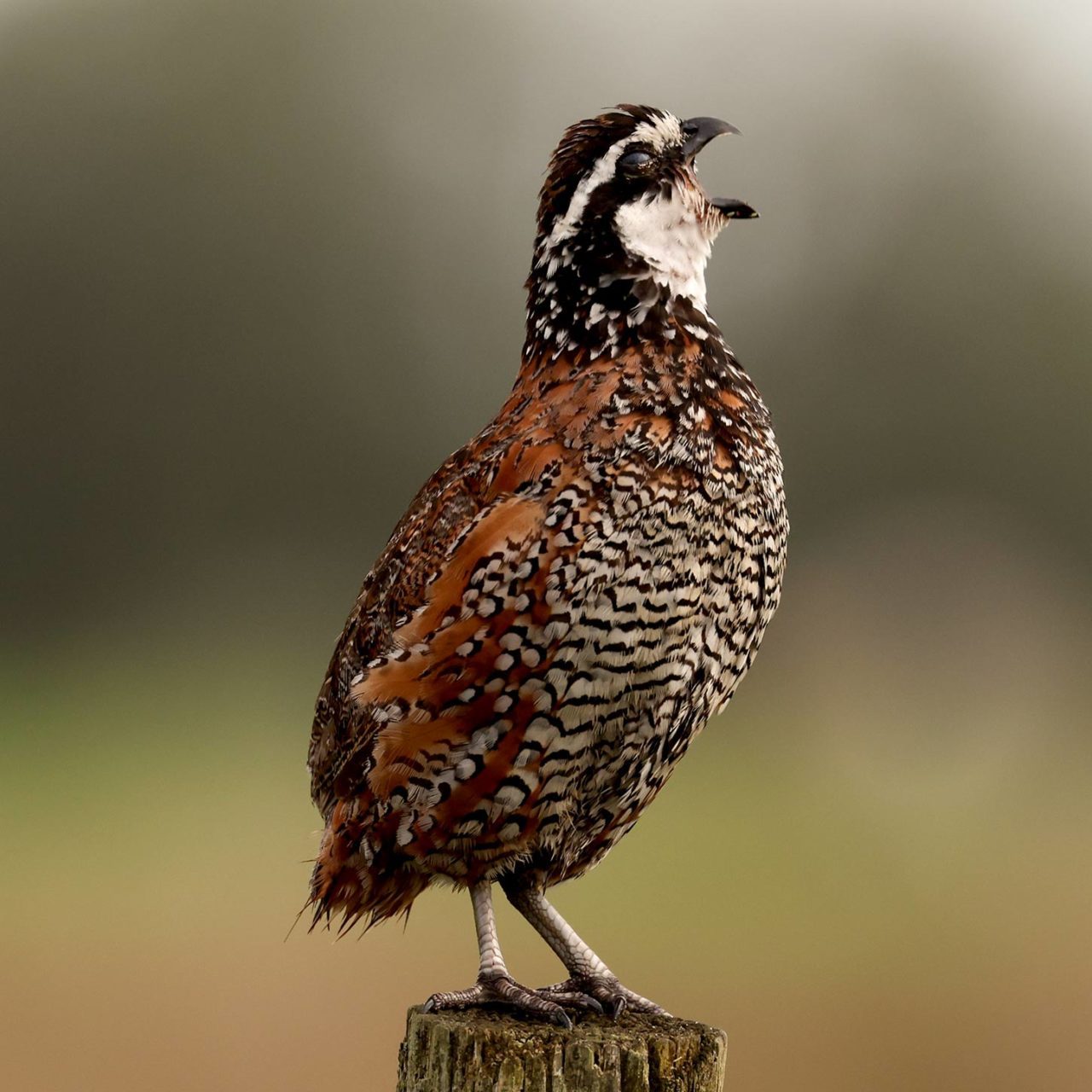 closeup of a tubby brown-and-black quail (Northern Bobwhite) standing on a fencepost with its beak wide open.