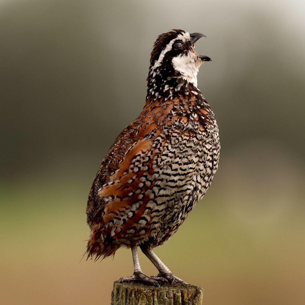 closeup of a tubby brown-and-black quail (Northern Bobwhite) standing on a fencepost with its peck wide open.