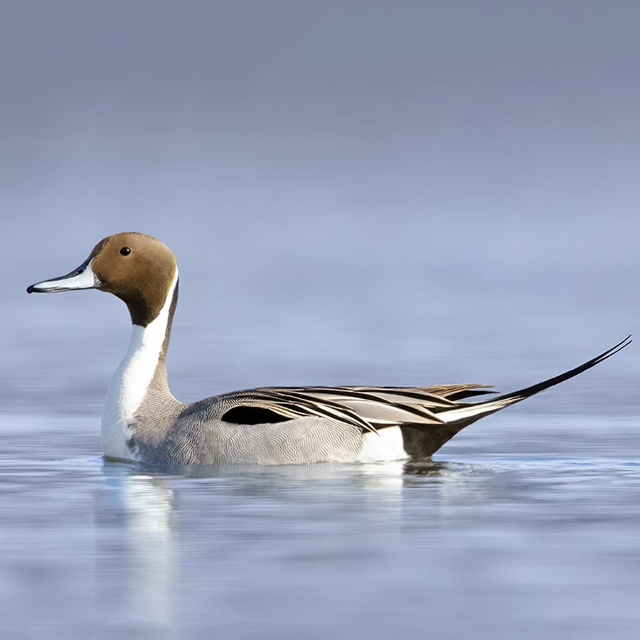 A male Northern Pintail duck with a brown head, slender white neck, and elegant long tail, sits on a pond.