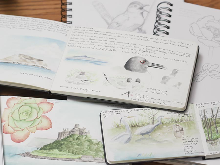 an assortment of nature journals showing handwriting and color sketches of birds and landscapes.