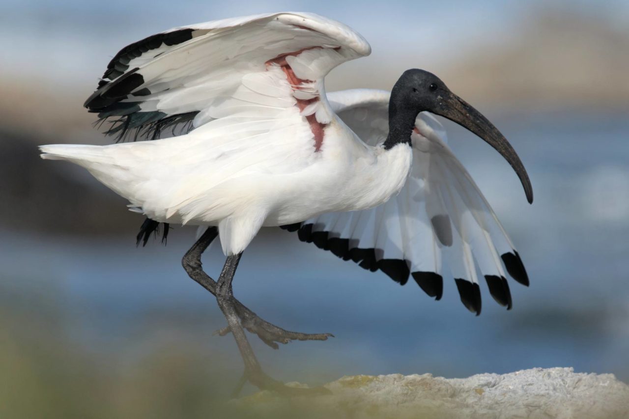 Closeup of an ibis - a large, long-legged black-and-white bird with a heavy, curved bill, spreads its wings as it wades through water