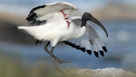 Closeup of an ibis - a large, long-legged black-and-white bird with a heavy, curved bill, spreads its wings as it wades through water