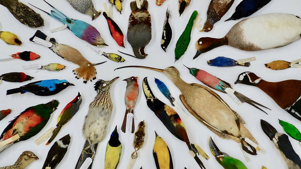 colorful display of museum specimen birds
