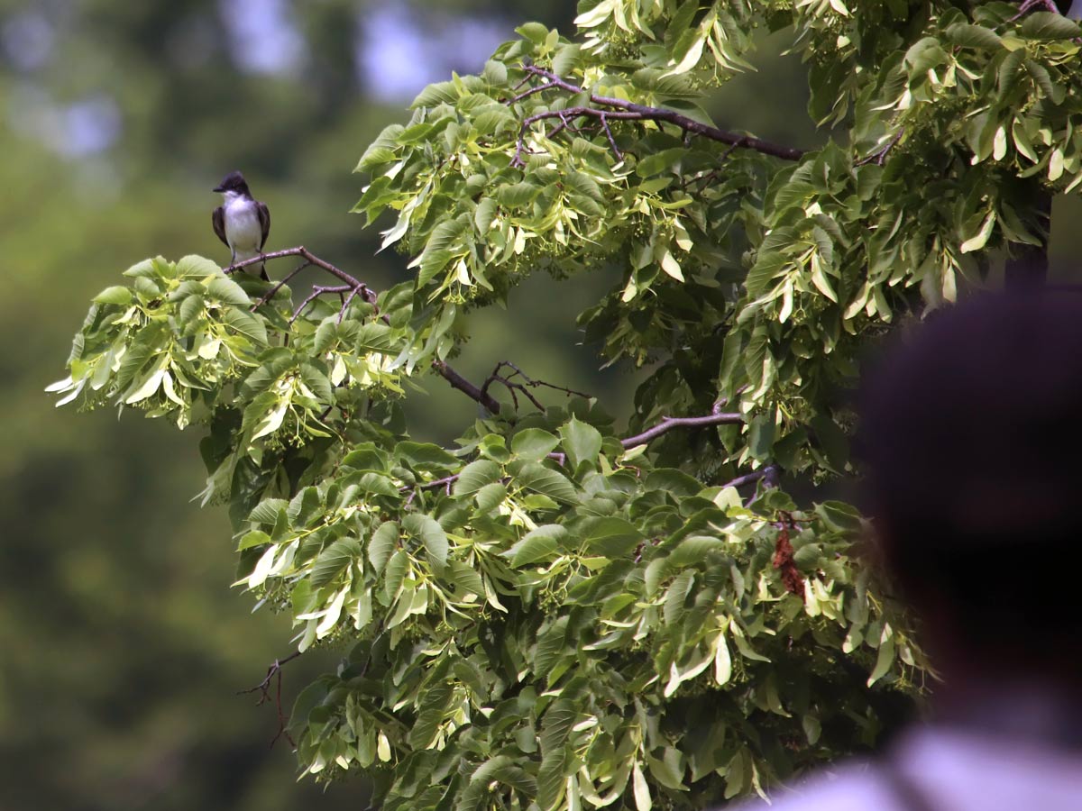 a black-and-white flycatcher sits on a leafy branch as a person looks on in the foreground