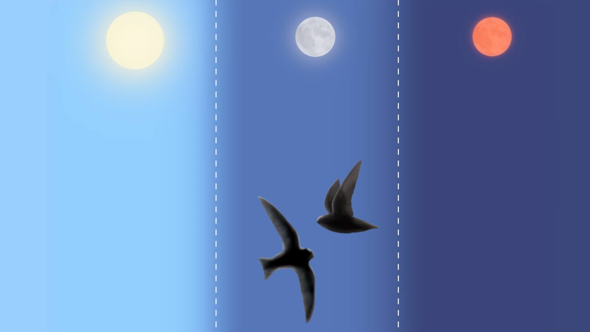 black swifts reach for the moon terbaru