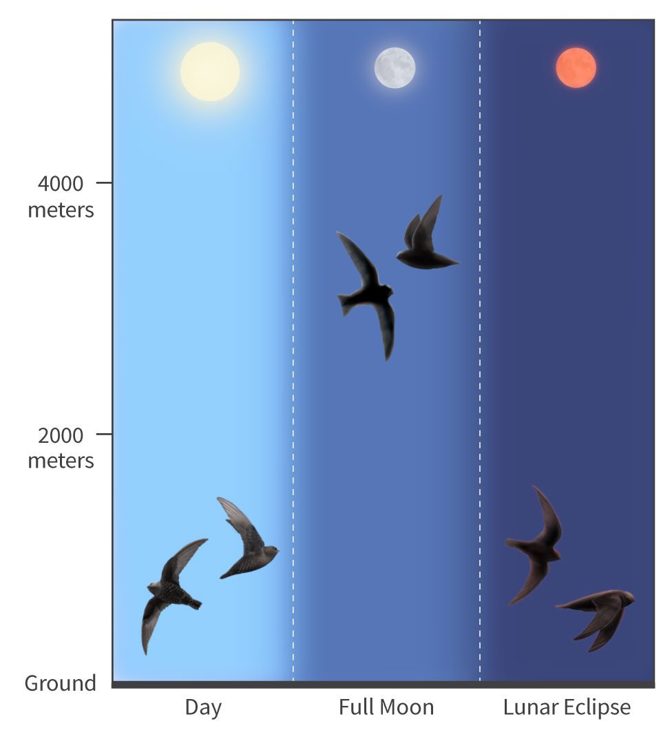 Black swifts shown flying below 2000 meters during the day, around 4000 meters during a full moon and below 2000 meters during a lunar eclipse