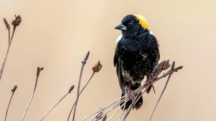 a small black and yellowish songbird perches on dry stalks