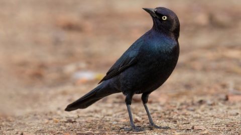 a glossy blackbird with a yellow eye stands on bare ground