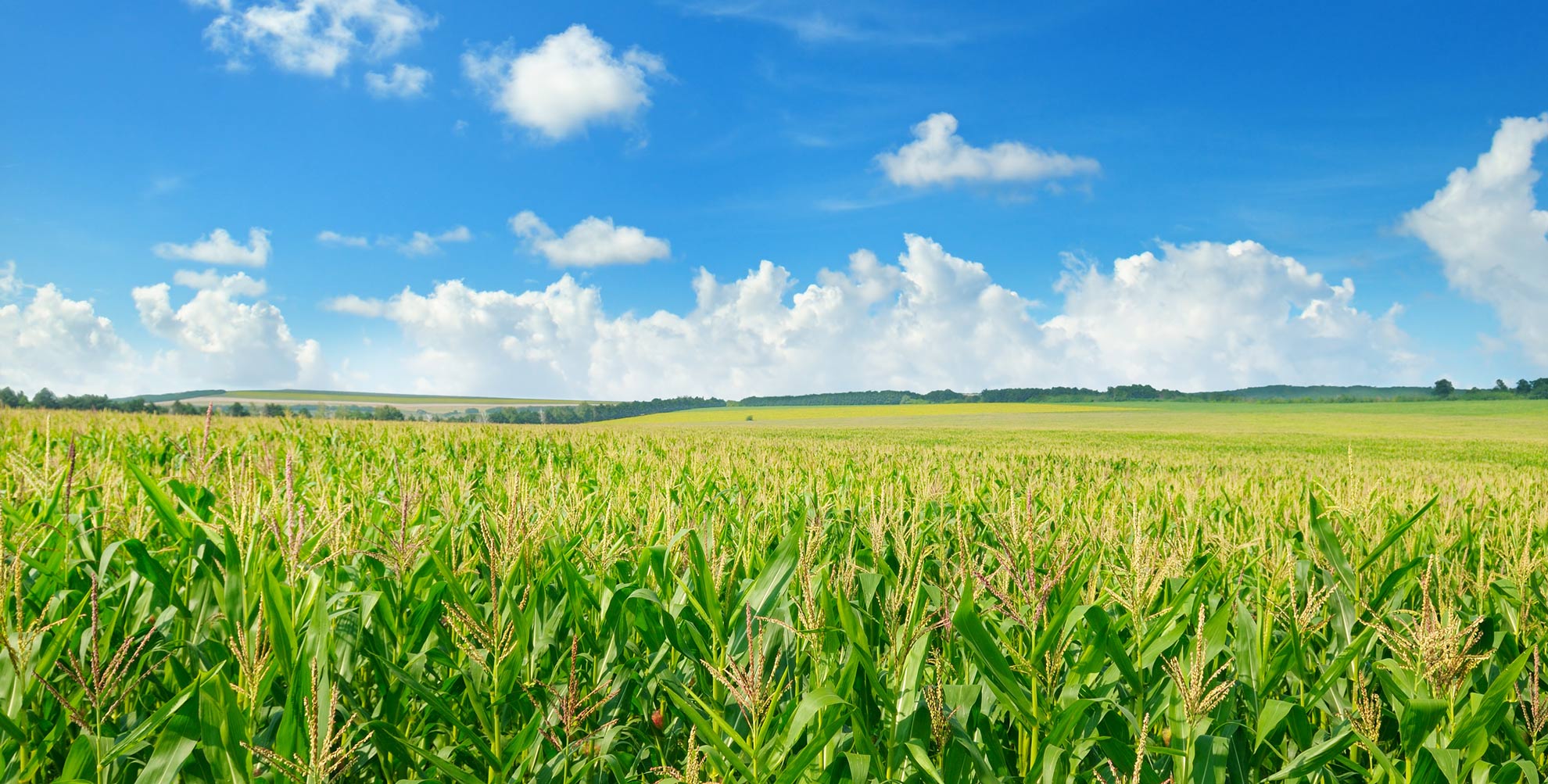 A cornfield under a blue sky with fluffy clouds.