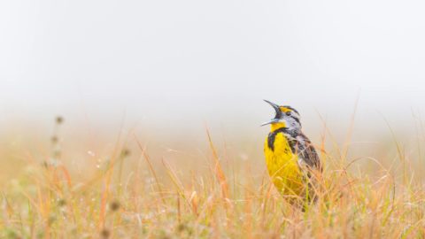 a yellow and black meadowlark sings in a yellow-brown field