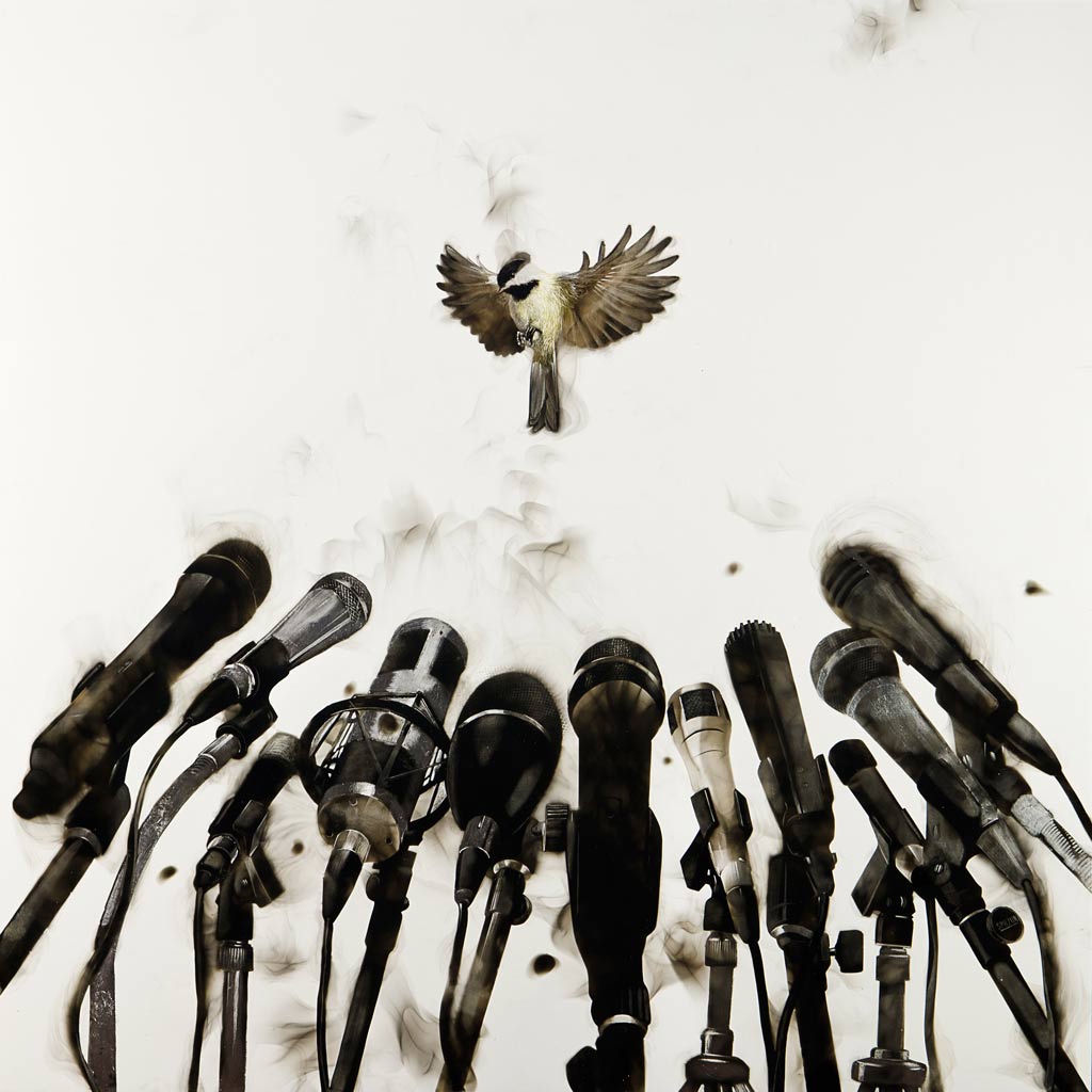 artwork of a chickadee in front of a row of microphones, with smoky effect