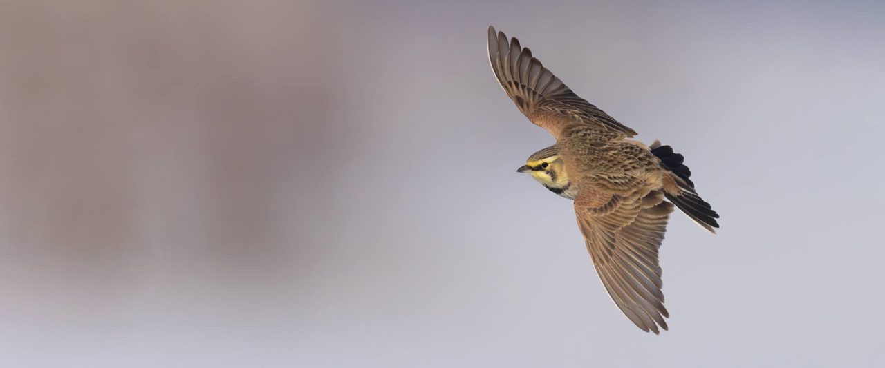 A brown songbird with a yellow and black face (Horned Lark) flies against a blurred gray-brown background.