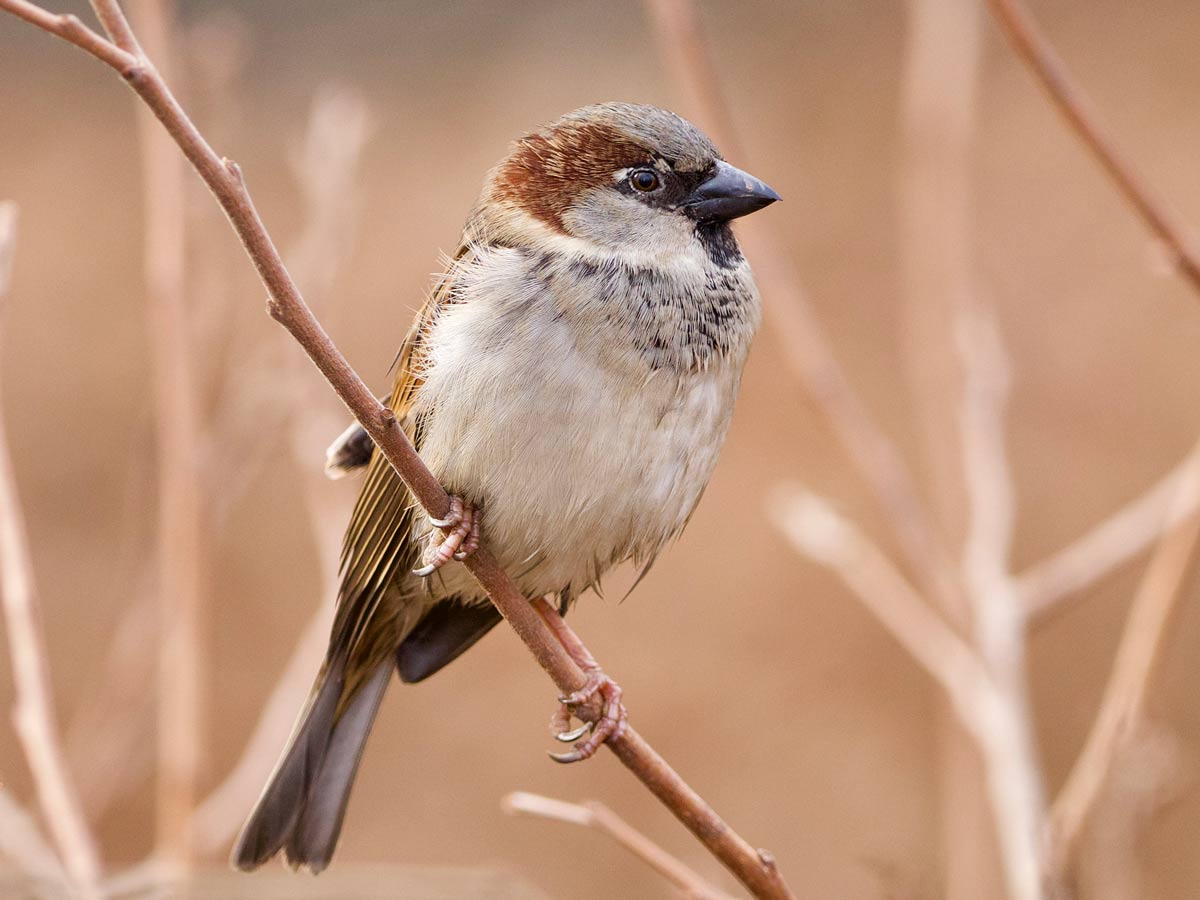 Closeup of a male House Sparrow, with gray cap, brown face, and black chin, perched on a twig.