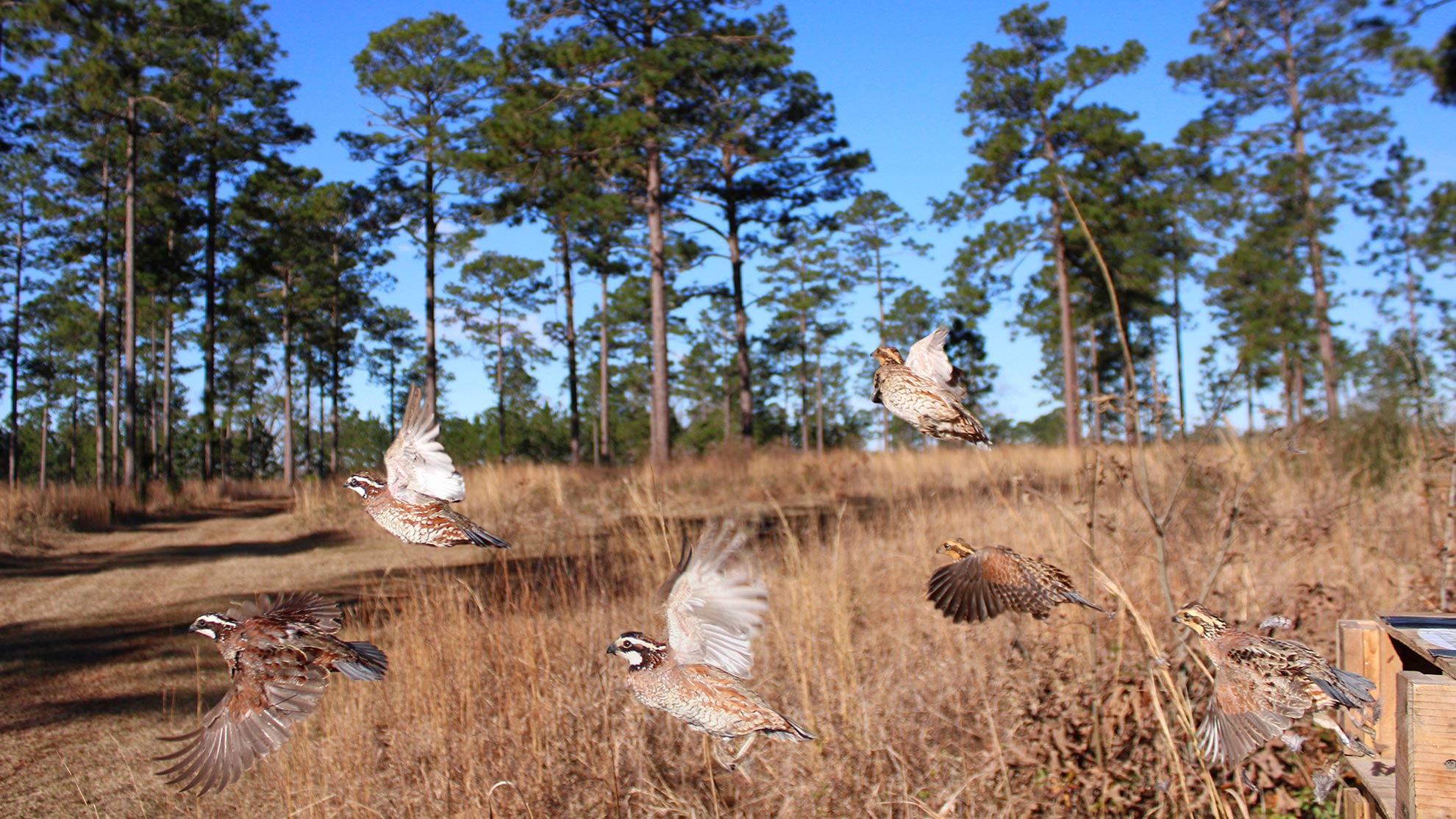 six bobwhite quail are released into the wild into a stand of scattered pine trees and dry grasses
