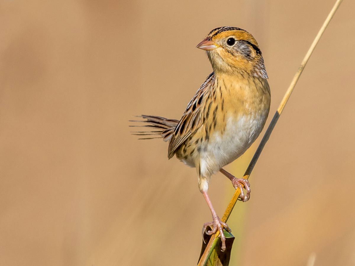 a sparrow with orange-buff markings on the face and breast clings to a single stalk of grass