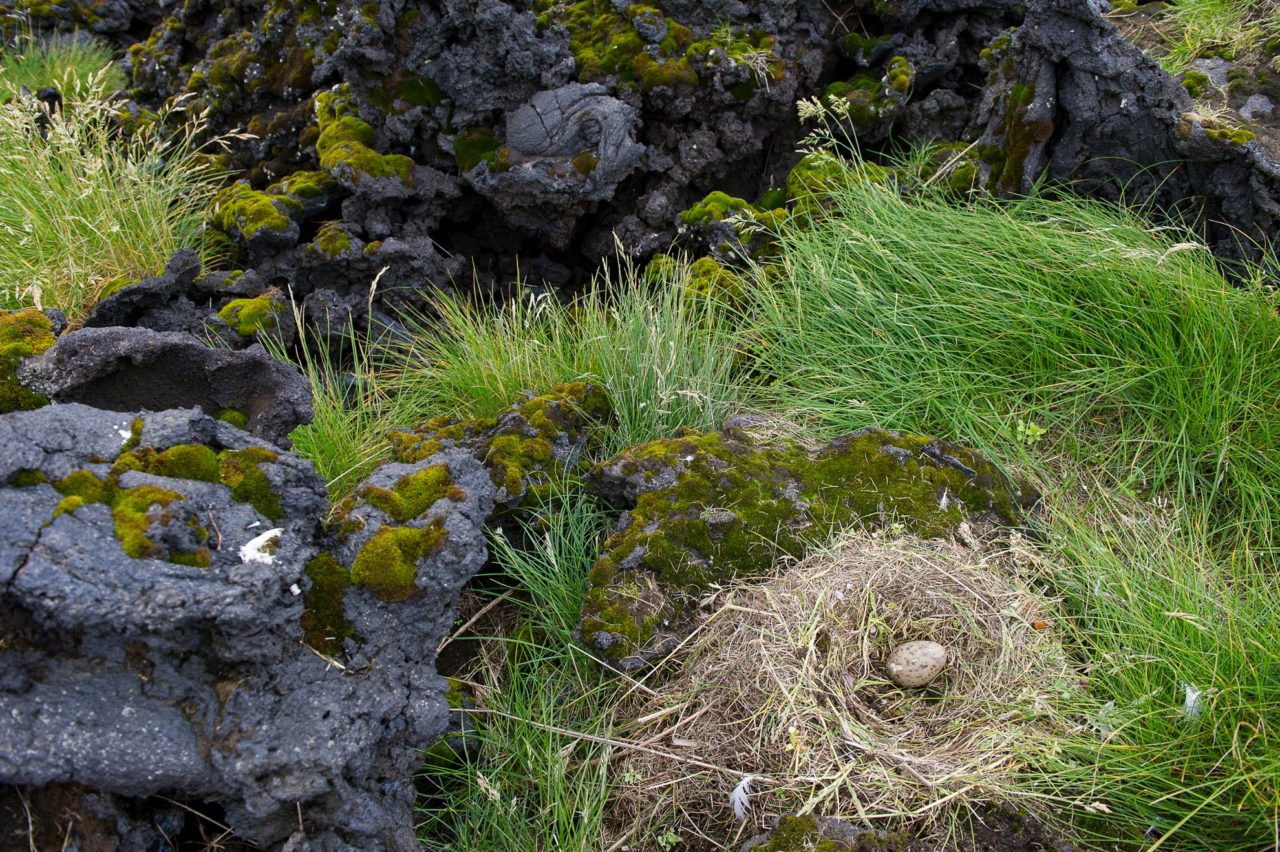 A gull nest surrounded by long grasses, moss, and chunks of black lava rock.
