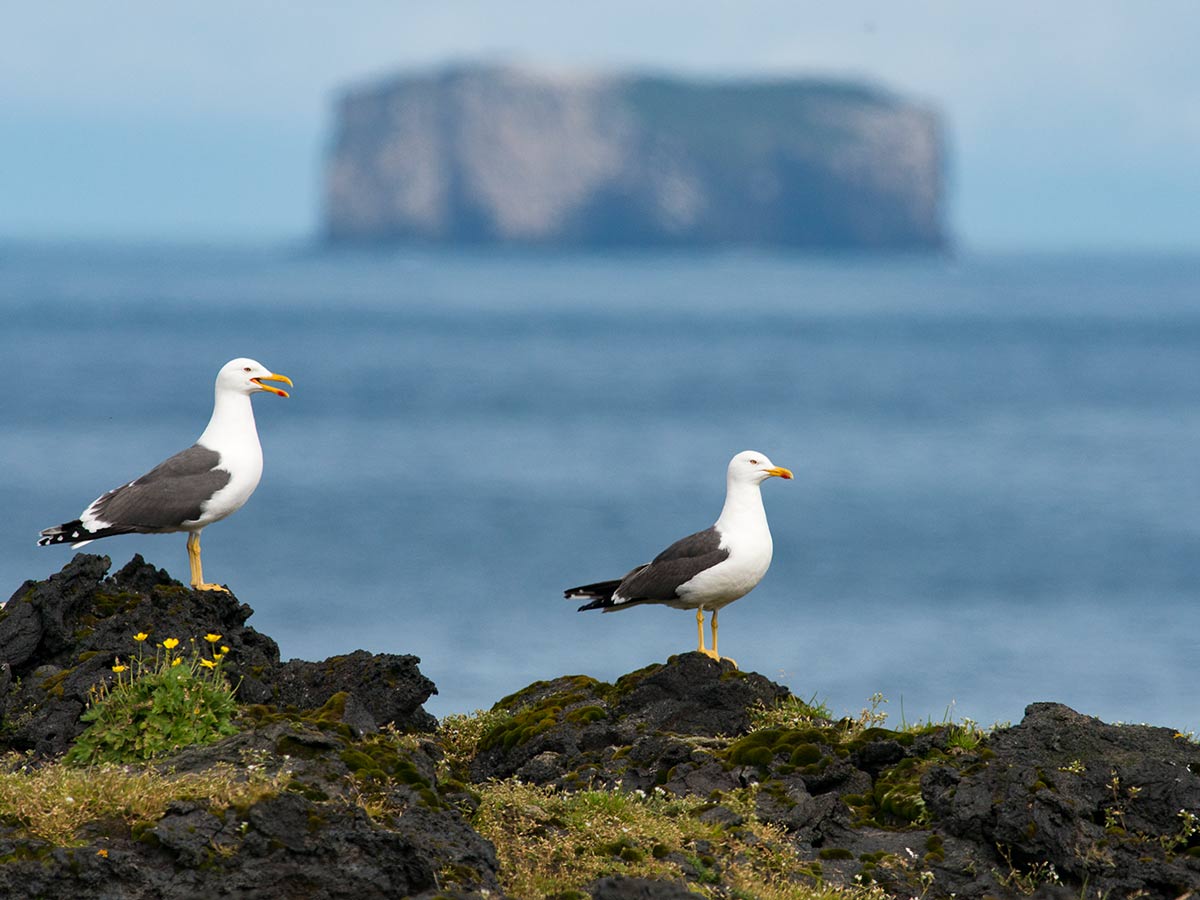 tap for larger version: image of two adult seagulls (Lesser Black-backed Gulls) with an island in the distance.