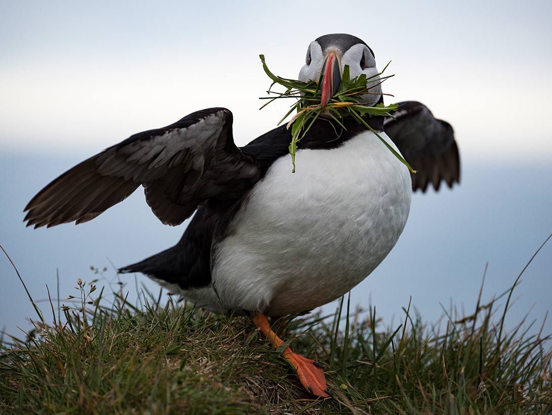 tap for larger version: image of an Atlantic Puffin facing the camera, wings partly spread, and bill stuffed with grasses to be used in its nest.
