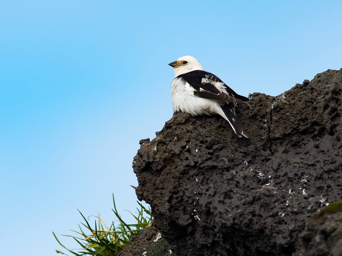 tap for larger version: image of a black-and-white songbird (Snow Bunting) sitting on a piece of black lava rock.