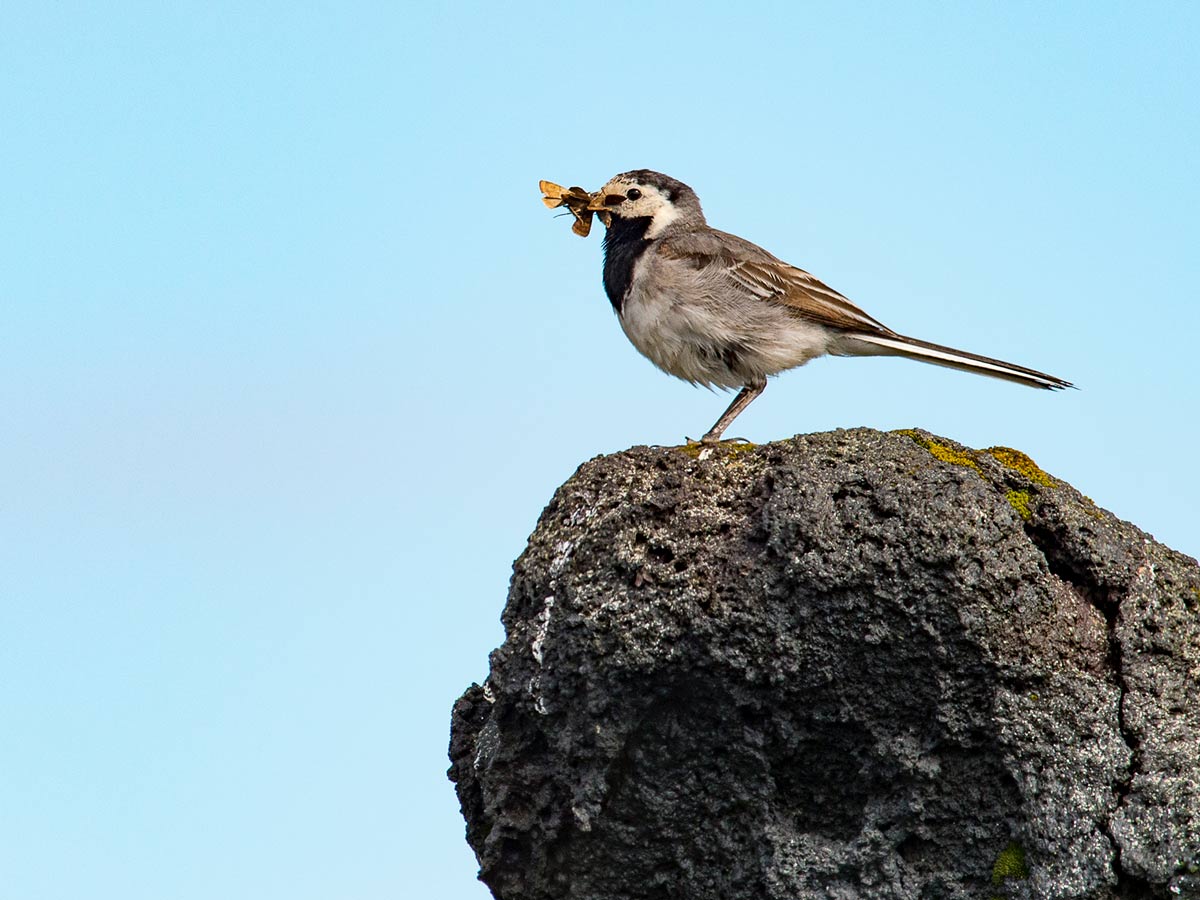 tap for larger version: image of a small songbird (White Wagtail) holding a moth in its bill and perched on a piece of bare lava rock.