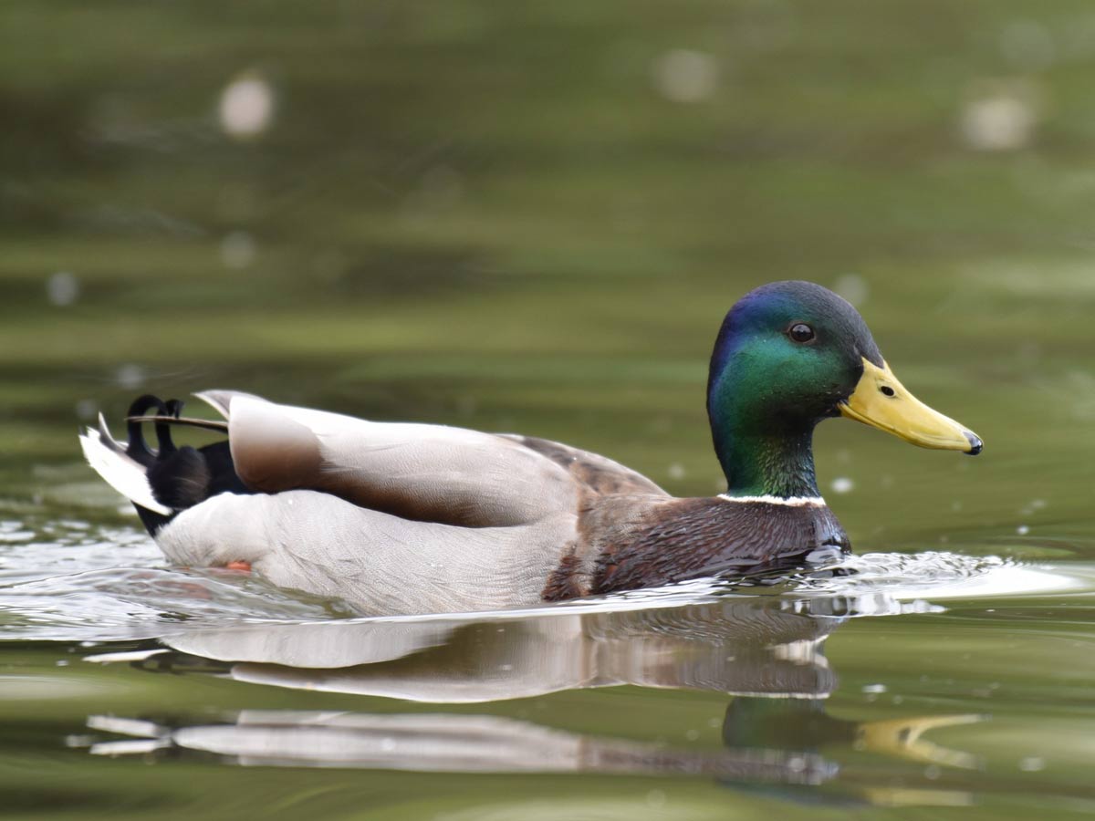 A male Mallard duck with a green head and yellow bill swimming in a pond.