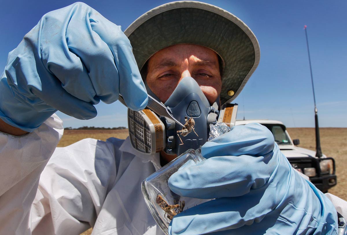 a scientist wearing gloves and a respirator places grasshoppers in a collecting jar