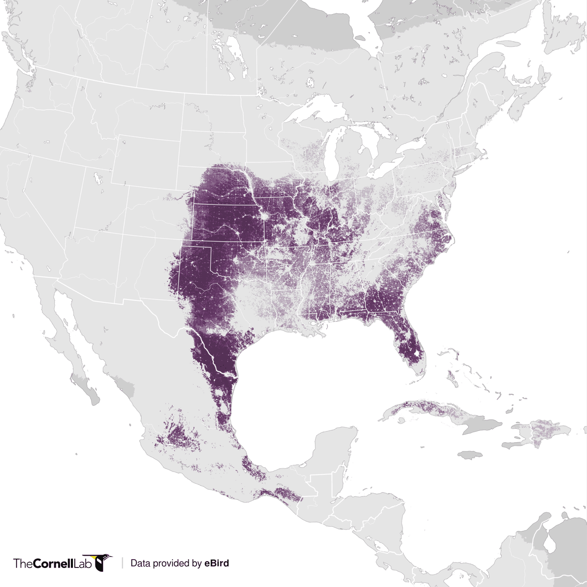 map of North America showing range and abundnace of Northern Bobwhite in purple