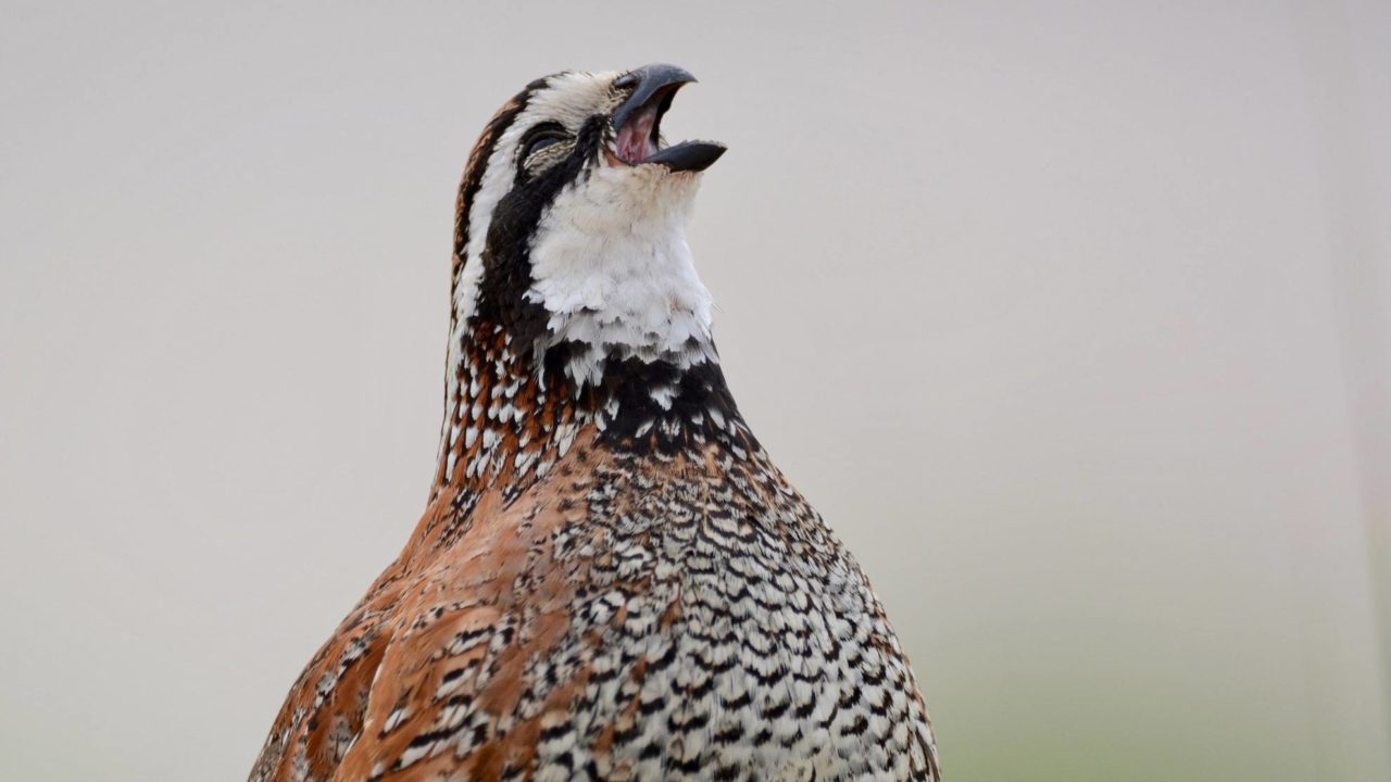 close-up of a bobwhite quail singing its song