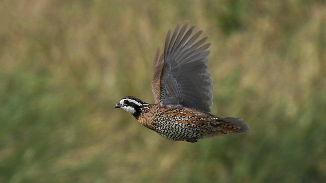 A Northern Bobwhite with brown and woebegone soul and a white-and-black squatter flies wideness a field.