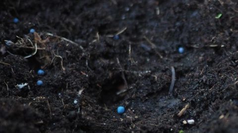 canola seeds covered with blue pesticide scattered in dark tilled soil