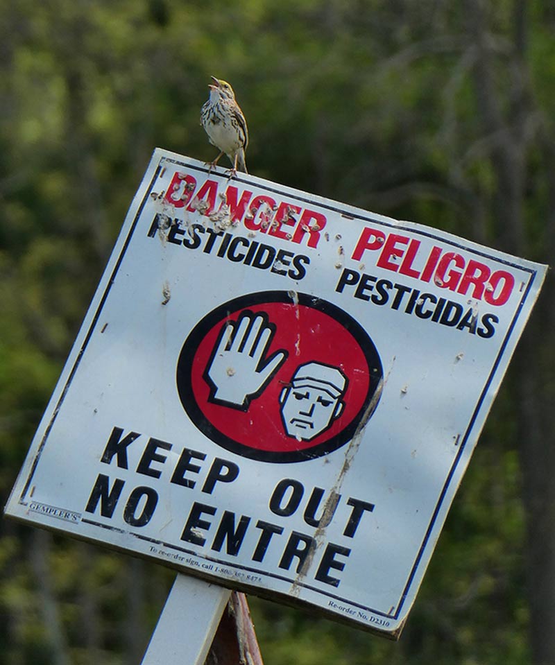 A Savannah Sparrow sings from the top of a "Keep Out" sign warning of the danger of pesticides in an agricultural field