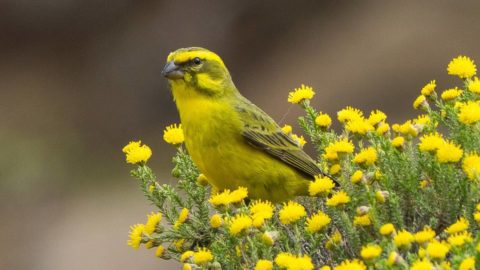 a yellow songbird perches among small yellow flowers