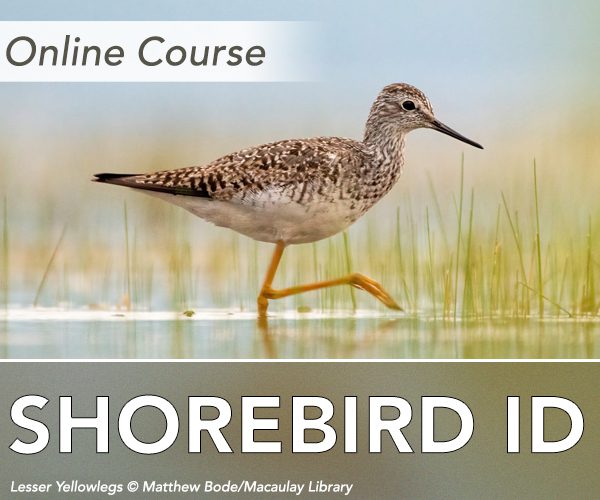 click to learn about Shorebird Identification online course from Bird Academy
