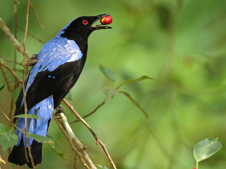 a blue and black bird with a berry in its beak